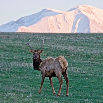 Growth crowds elk, deer in more ways than one thumbnail