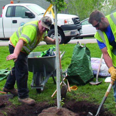 Fund, board and arborist prove Town can see urban forest for the trees thumbnail