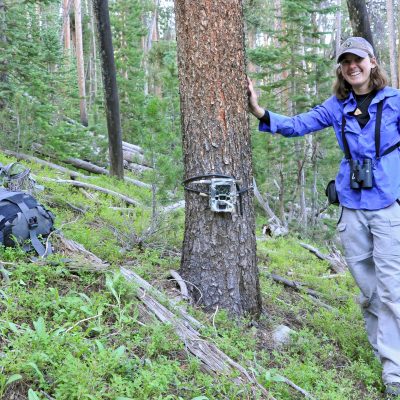 Investigating wildlife impacts of bark beetle outbreaks thumbnail