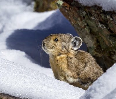 Front Range Pika Project rallies volunteers to combat climate change thumbnail