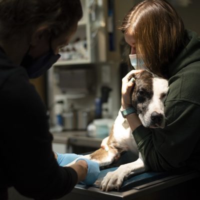 Registered vet tech Jen Bailey draws blood from her dog Gunner. As a blood donor, Gunner is required to have his blood work run annually. Photo by Laurel Smith.