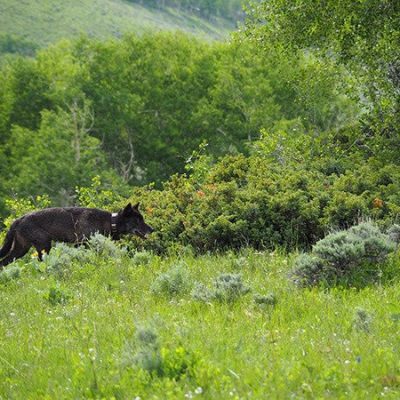 Public informs wolf restoration policy thumbnail