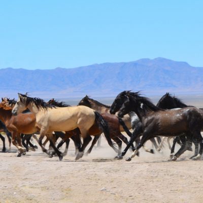 Opinion: Wild horses have chance at auction before slaughter thumbnail