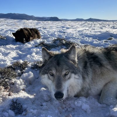 CPW ups compensation for livestock killed by wolves thumbnail