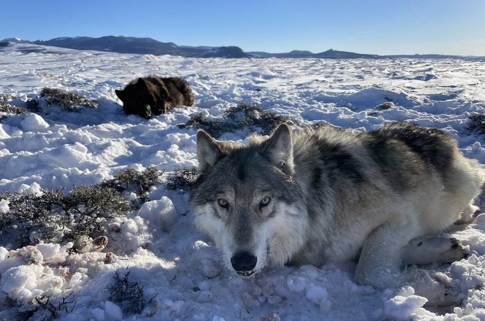 CPW ups compensation for livestock killed by wolves thumbnail