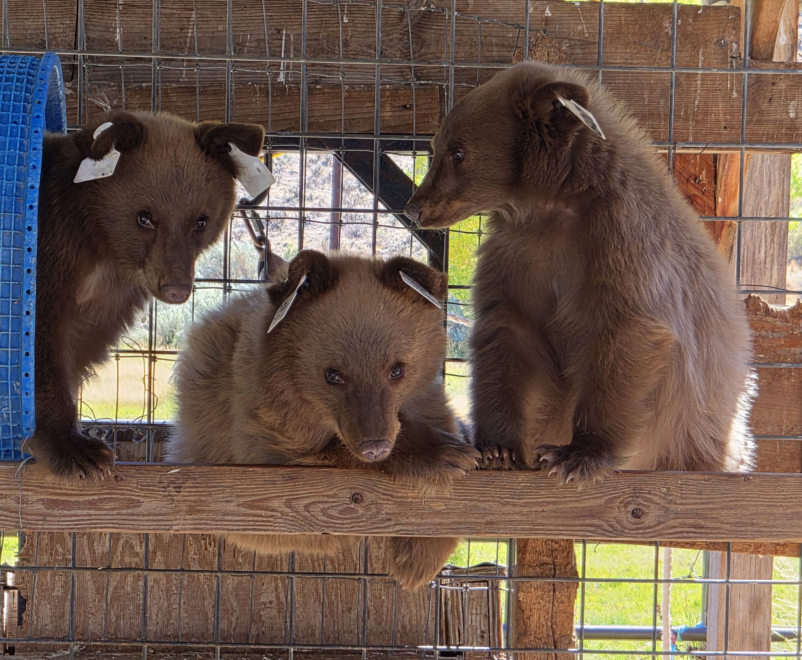 West Slope wildlife finds care at PSSWF