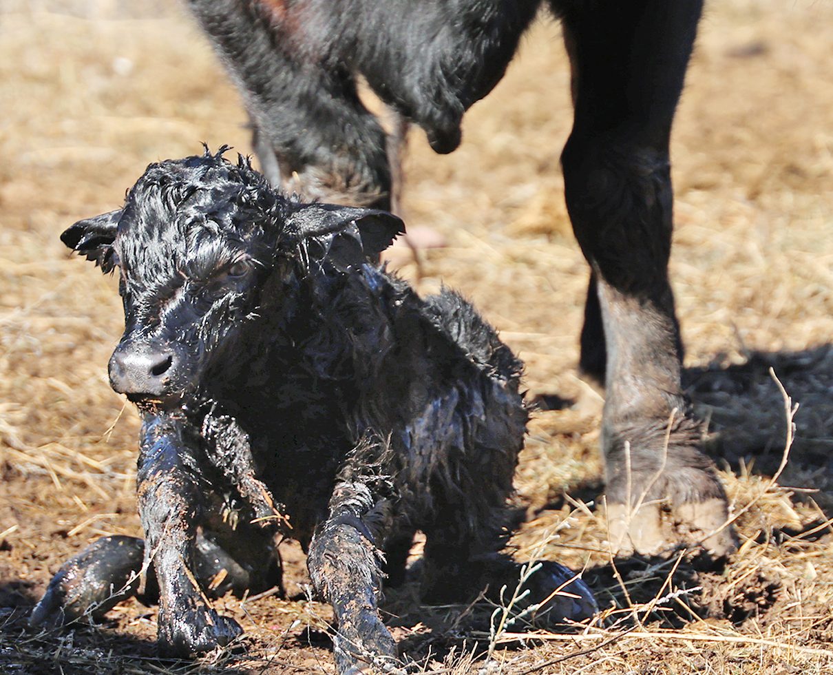 Novedades en transporte público, vida silvestre, accidentes y arte en movimiento
