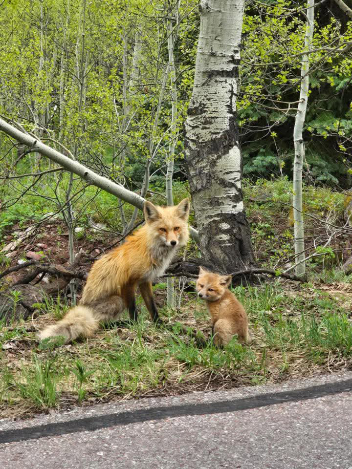 Novedades Valle de Roaring Fork: población y desarrollo